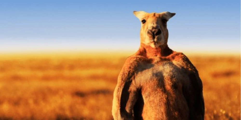 Πέθανε το πιο μυώδες καγκουρό στον κόσμο (εικόνες)